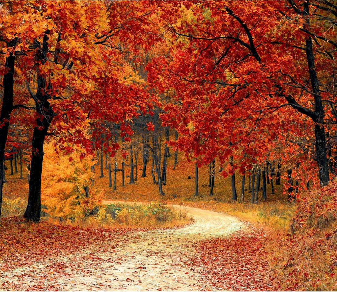 An Autumn of Celebration & Beginnings